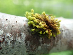 Ulota obtusiuscula