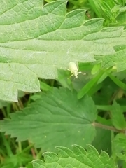 Polydrusus formosus