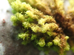 Ulota obtusiuscula