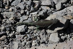 Liolaemus escarchadosi
