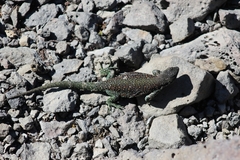 Liolaemus escarchadosi