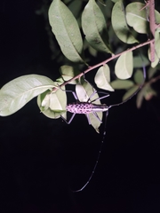 Macrochenus isabellinus