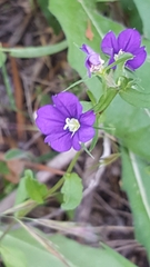 Legousia speculum-veneris