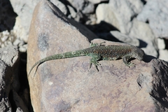 Liolaemus escarchadosi