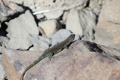 Liolaemus escarchadosi
