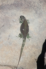 Liolaemus escarchadosi