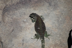 Liolaemus escarchadosi