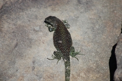 Liolaemus escarchadosi