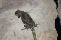 Liolaemus escarchadosi