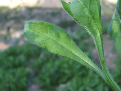 Peronospora asperuginis