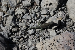 Liolaemus escarchadosi