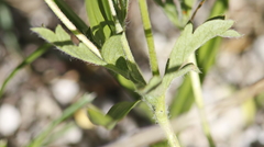 Potentilla breweri
