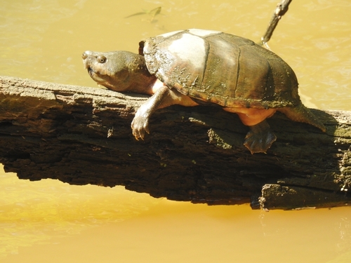 Razor-backed Musk Turtle