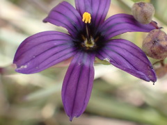 Sisyrinchium hitchcockii