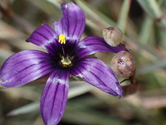 Sisyrinchium hitchcockii