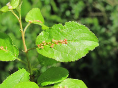 Eriophyes similisprunianus
