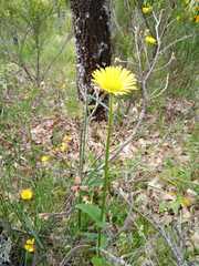 Doronicum plantagineum