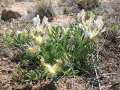 Oxytropis peschkovae
