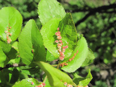 Eriophyes similisprunianus