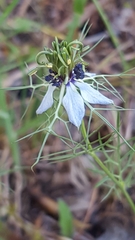 Nigella damascena