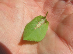 Eriophyes similisprunianus