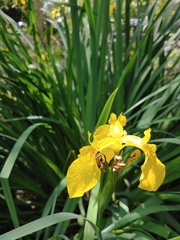Iris pseudacorus