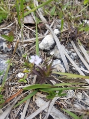 Dyschoriste angusta
