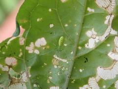 Tetragnatha squamata
