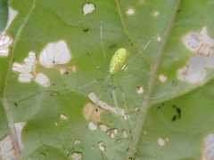 Tetragnatha squamata