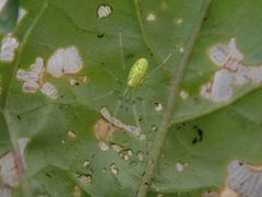 Tetragnatha squamata