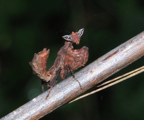 Hymenopodidae