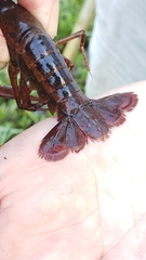 Procambarus acutus