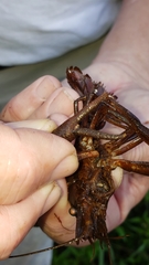 Procambarus acutus