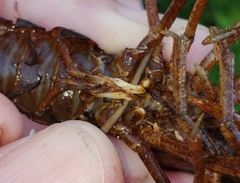 Procambarus acutus