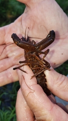 Procambarus acutus