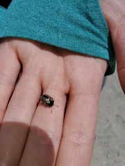 Calligrapha multipunctata