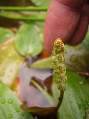 Potamogeton polygonifolius