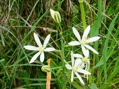 Ornithogalum