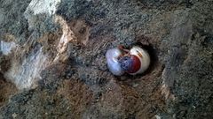 Oryctes nasicornis