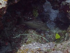 Mycteroperca interstitialis