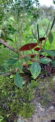 Peperomia velutina