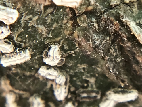 Dyplolabia afzelii image