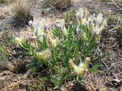 Oxytropis peschkovae