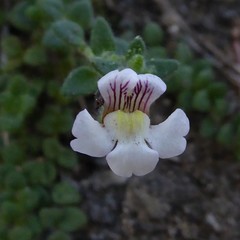 Chaenorhinum villosum