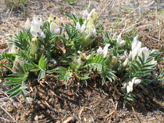 Oxytropis peschkovae