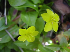 Lysimachia nemorum