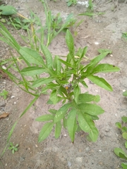 Solanum radicans