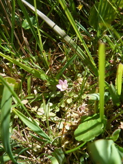 Lysimachia tenella