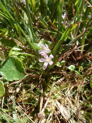 Lysimachia tenella