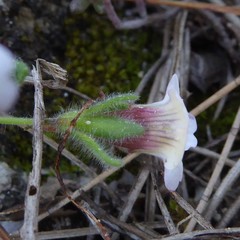 Chaenorhinum villosum